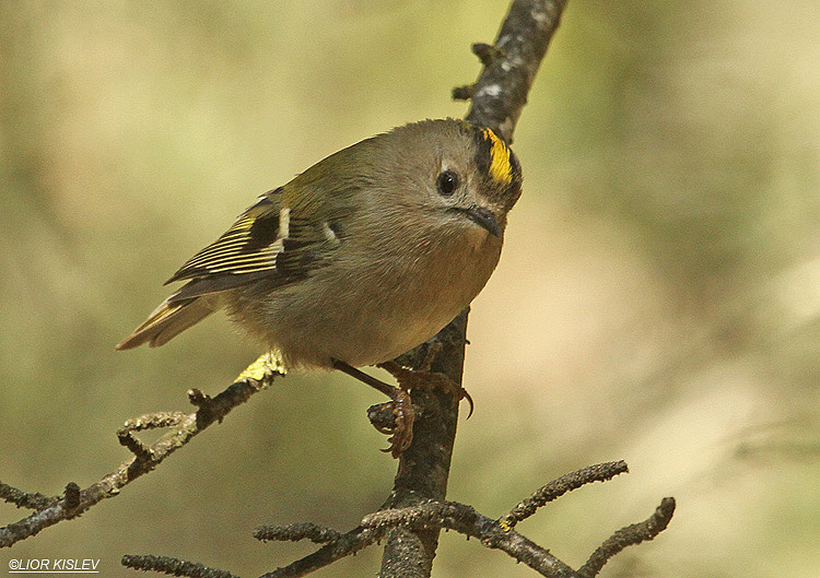  Goldcrest, Regulus regulus , Biria forest, 22-11-11 Lior Kislev                        